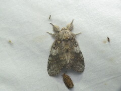 Peridea angulosa