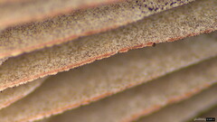 Psathyrella corrugis