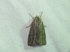 Acronicta lithospila