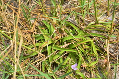 Murdannia loriformis