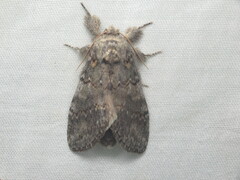Peridea angulosa