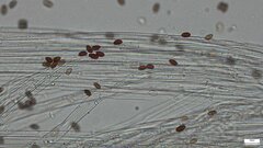 Psathyrella corrugis