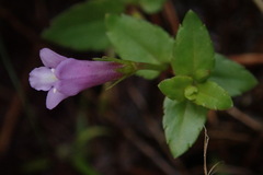 Torenia anagallis