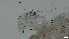 Psathyrella corrugis