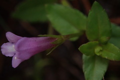 Torenia anagallis