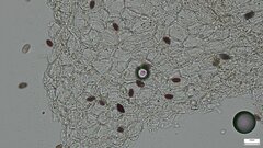 Psathyrella corrugis