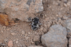Anthophora alluaudi