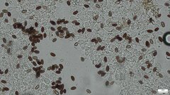 Psathyrella corrugis