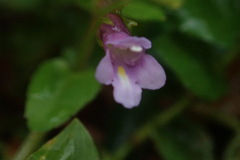 Torenia anagallis