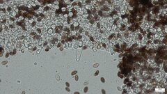 Psathyrella corrugis