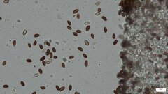 Psathyrella corrugis