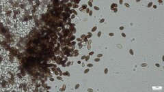 Psathyrella corrugis