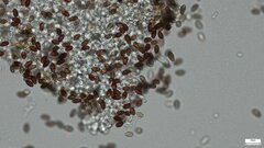 Psathyrella corrugis