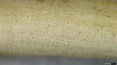 Psathyrella corrugis