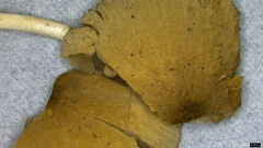 Psathyrella corrugis