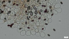 Psathyrella corrugis