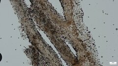 Psathyrella corrugis