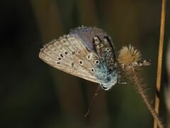 Polyommatus icarus