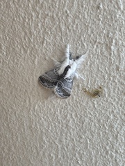Tolype velleda
