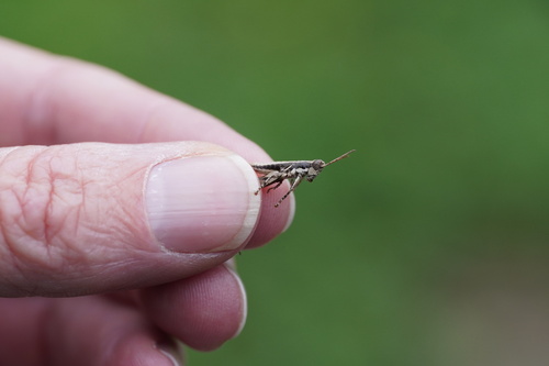 Gomera Rock Grasshopper