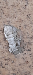 Lymantria dispar