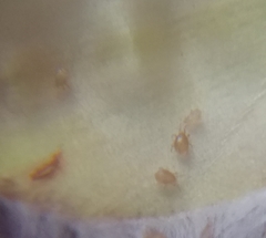 Proctolaelaps vandenbergi