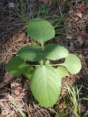Ruellia occidentalis