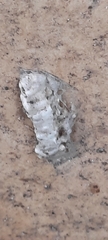 Lymantria dispar