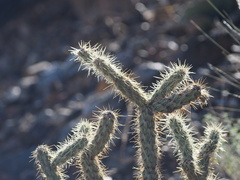 Cylindropuntia acanthocarpa