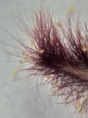 Proctolaelaps vandenbergi