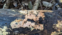 Rhizochaete radicata