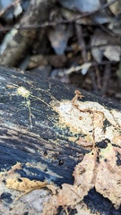 Rhizochaete radicata