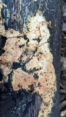 Rhizochaete radicata