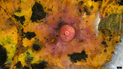 Rhizochaete radicata