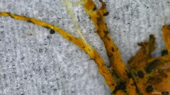 Rhizochaete radicata