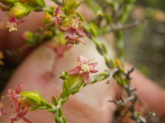 Passerina montana