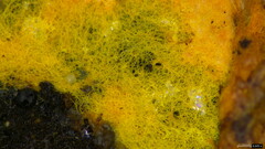 Rhizochaete radicata