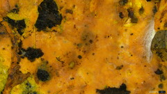 Rhizochaete radicata