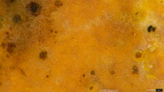 Rhizochaete radicata