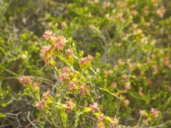 Passerina montana