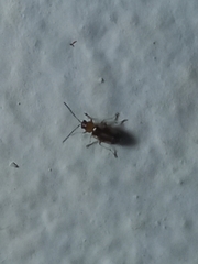 Coleoptera