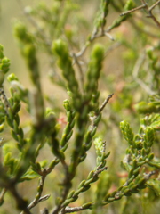 Passerina montana