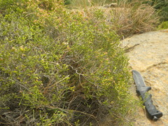 Passerina montana