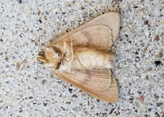 Litoprosopus futilis