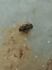 Coleoptera