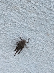 Trilophidia annulata