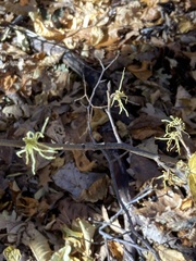 Hamamelis