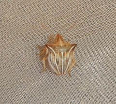 Ancyrosoma leucogrammes