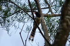 Urocissa erythroryncha