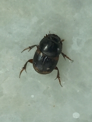 Onthophagus favrei